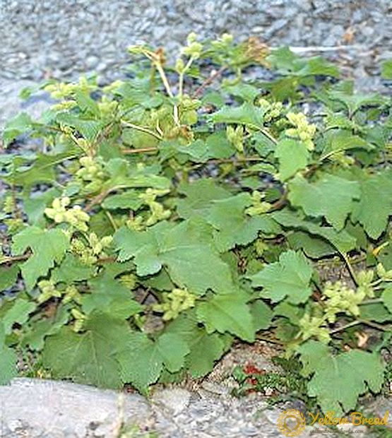 Grass cocklebur: medicinal properties and recipes for use