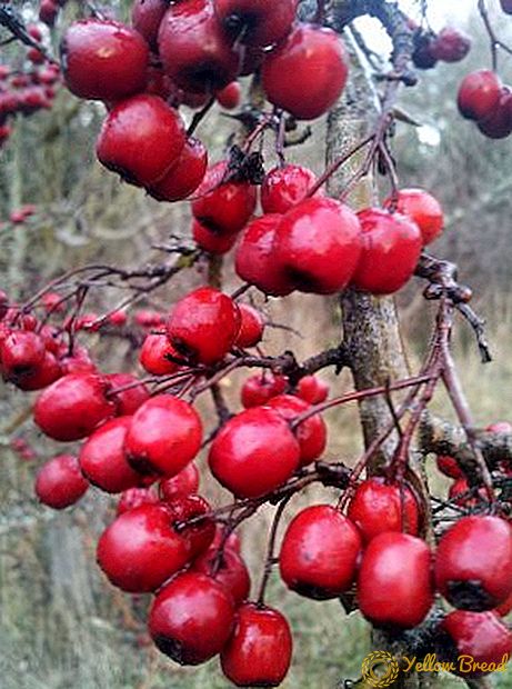 How to dry hawthorn at home