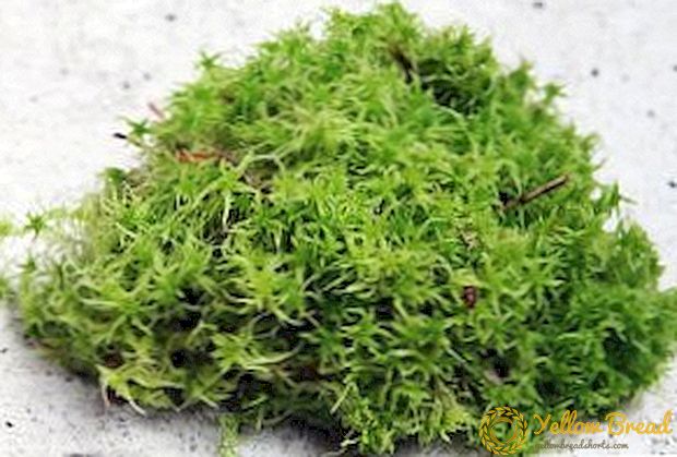 Hvordan man bruger de gode og helbredende egenskaber hos Sphagnum moss