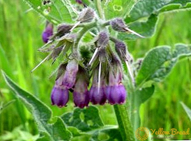 What is useful comfrey?
