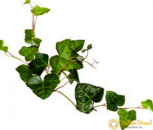 Ivy: medicinal properties and contraindications