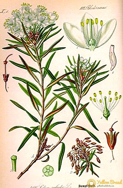 Ledum ఆకులు మార్ష్: ఉపయోగం, ఔషధ లక్షణాలు మరియు విరుద్దాలు