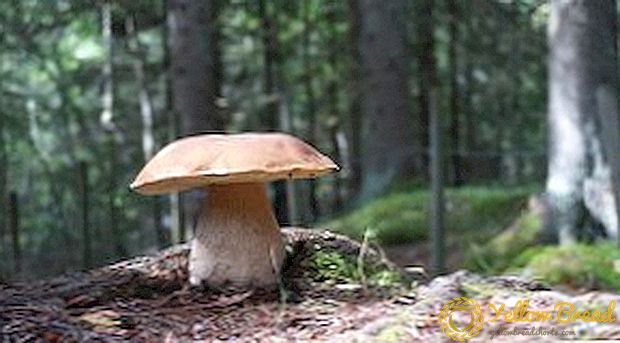 De magische eigenschappen van witte champignons