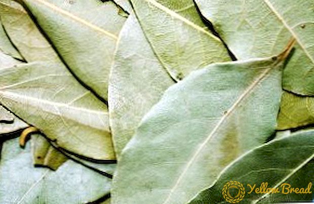 What is useful laurel: the chemical composition and therapeutic properties of bay leaf