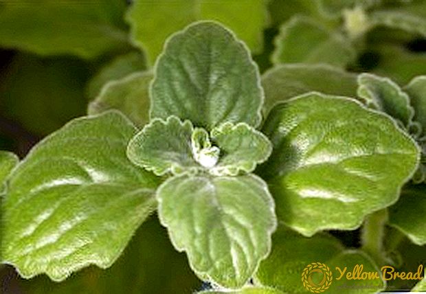 Medizinische Eigenschaften von Plectrantus aromatisch: Verwendung in der traditionellen Medizin und Kontraindikationen