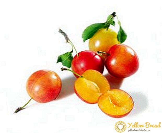 Cherry plum: calorie, komposisyon, benepisyo at pinsala