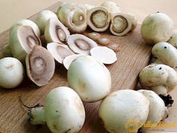Mushrooms: Kostirnir og líkaminn skaða