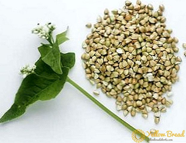 Green Buckwheat: kalori, konpozisyon, benefis ak mal