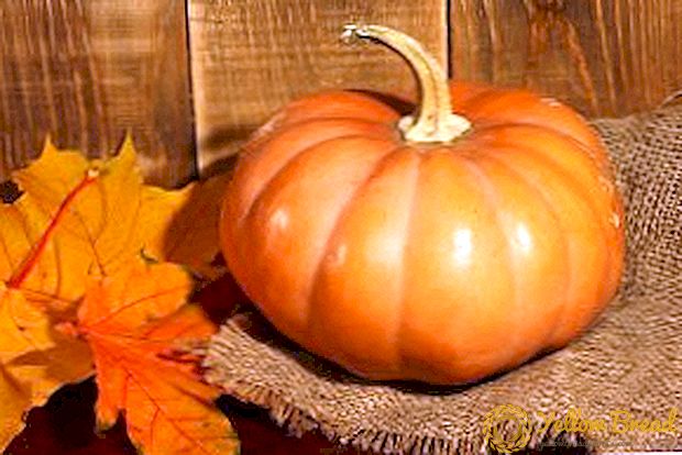 Nutmeg Pumpkin: keterangan dan gambar varieti terbaik untuk berkembang