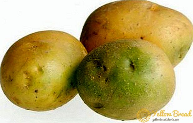 Kartofler bliver grønne og sorte, når de opbevares - hvorfor sker det? Vi forstår årsagerne til sygdommen