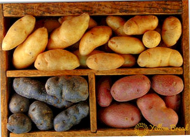 Temperatur, fuktighet, lys og andre krav til oppbevaring av poteter om vinteren