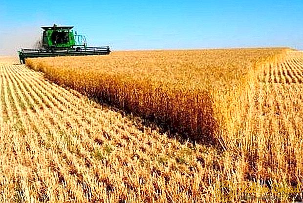 クリミアは製粉小麦の生産を増加させる