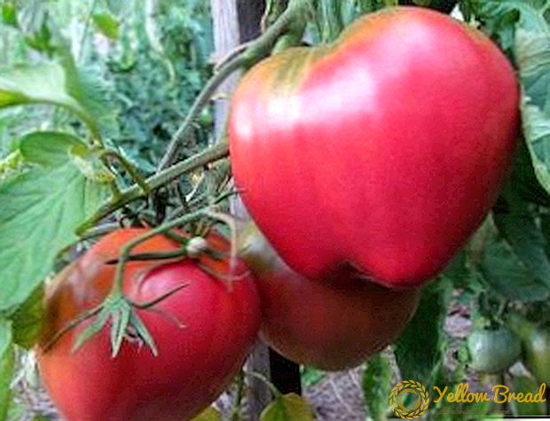Mga tampok ng lumalaking tomato tomatoe, planting at pag-aalaga ng mga kamatis ng litsugas