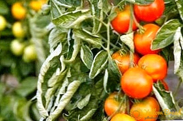 Tomat Fusarium: Mezi Kontwòl Efektif