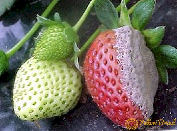 How to treat strawberries from diseases