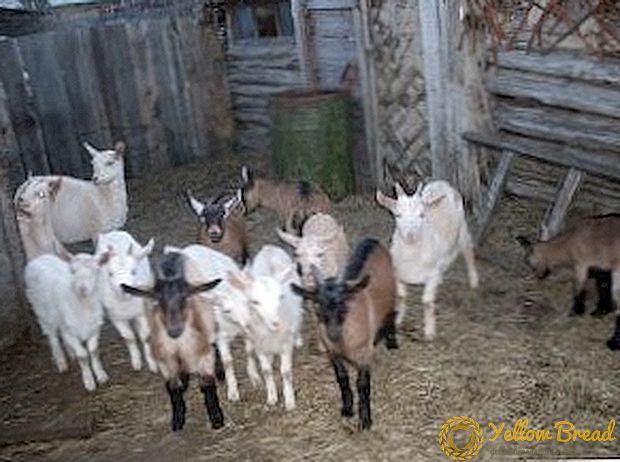 موسم سرما میں بکری کی نسل: کھانا کھلانا
