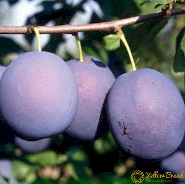 Agrotechnology cultivation of plum 
