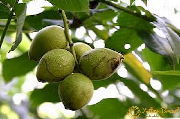 Everything you need to know about planting a Manchurian nut and caring for it