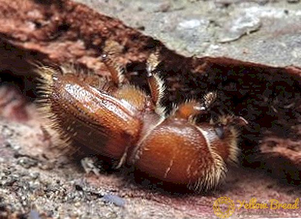 Kumbang bokong: apa sing katon, carane mbebayani iku, carane njaluk nyisihaken