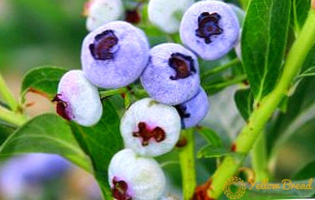 Blueberry «Northland»: әртүрлілікті сипаттау және өсіру