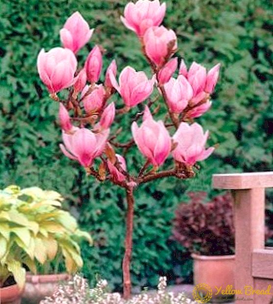 Groeiende magnolia's in de tuin