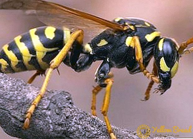 Epektibong kontrol ng wasps