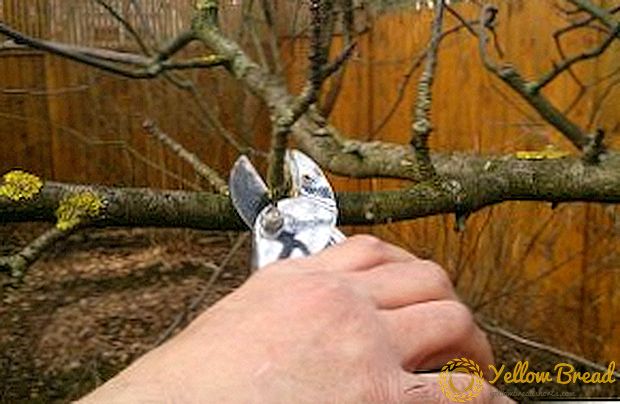Aturan umum untuk memangkas pohon di musim semi