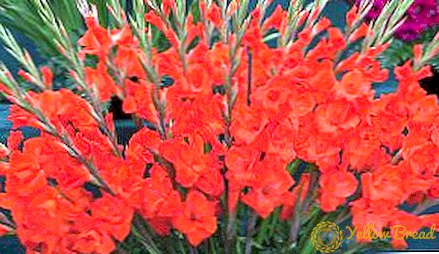 Gladiolus: وصف أفضل الأصناف للحديقة