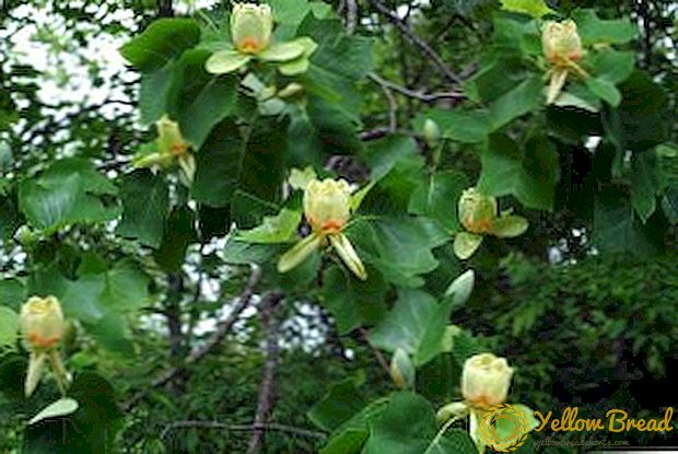 Is it possible to grow a tulip tree at home?