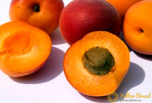 Måder at høste abrikoser til vinteren