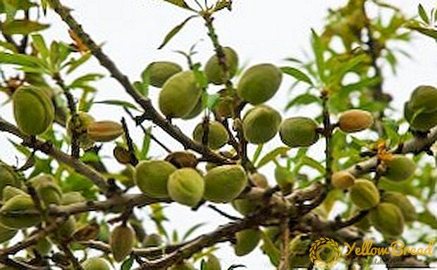 Varietas sing paling umum lan jinis almond