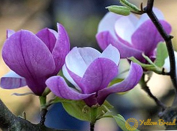 Watter magnolia plant in die tuin