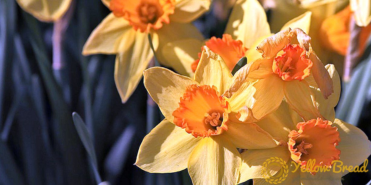 One Million Daffodils Are Being Planted At The New York Botanical Garden