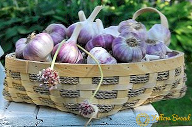 When and how to properly harvest winter garlic
