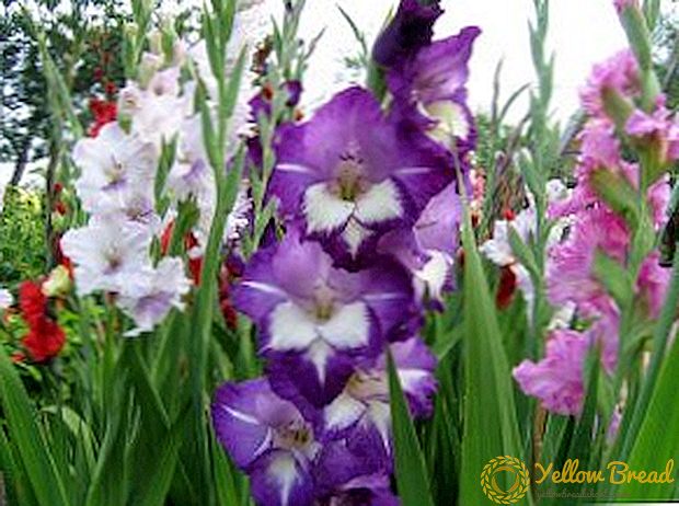 Tính năng chăm sóc cho gladiolus