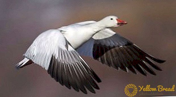 Description and photo of the species white goose