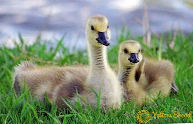 Sisi hukua goslings katika incubator