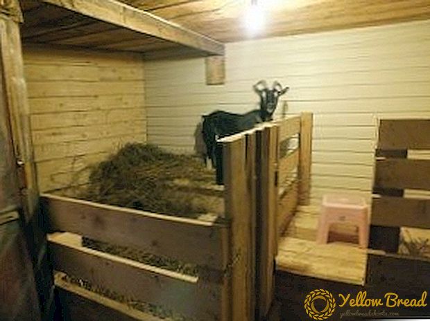 Одгледување на кози: зимско чување кози