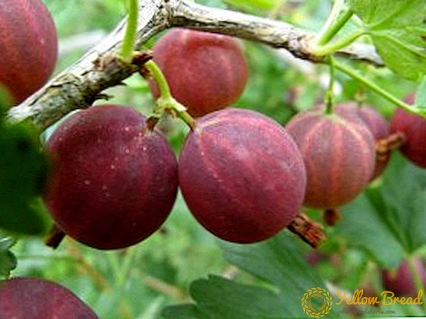 Најпопуларните и најдобрите видови на цариградско грозде