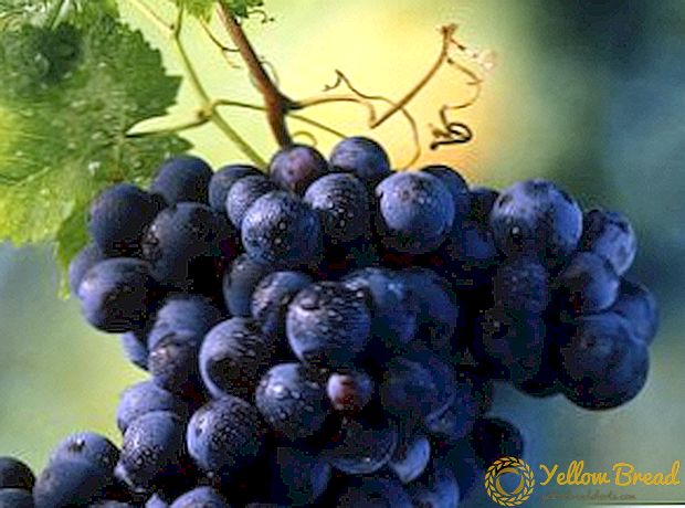 10 varietas paling apik ing njero anggur kanthi foto lan deskripsi