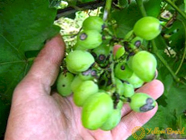 Common grape diseases and effective control of them
