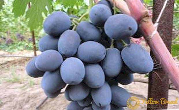Kiat untuk tumbuh dan karakteristik dari anggur Prasmanan