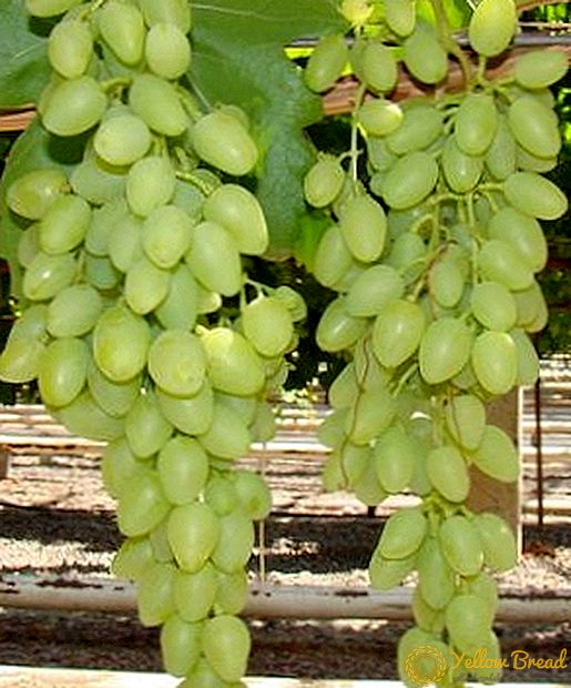 Beschrijving en kenmerken van de druivensoort Langverwachte