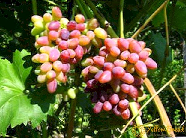 A szőlő sikeres termesztésének leírása és titkai 