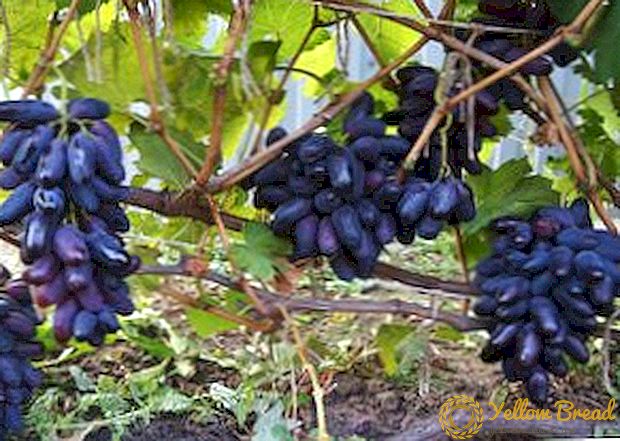 Gambaran, foto lan karakteristik macem anggur 