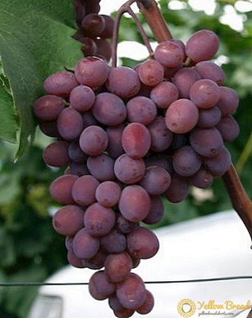 Zeer vroege druivensoort Kishmish Zaporizhia