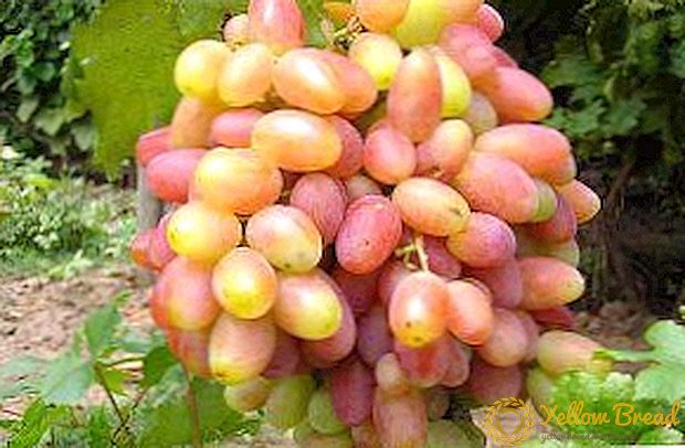 Kenmerken van het planten van druiven in de middelste rijstrook, aanbevelingen voor beginners