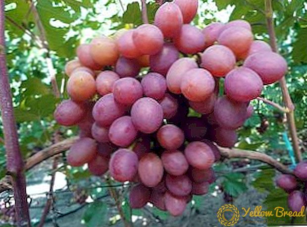 Traubensorte Frühreiniger