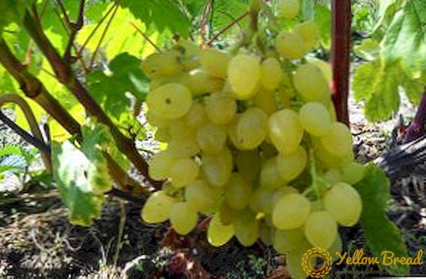 Anggur saka amatir breeding V. N. Kraynova Zarnitsa
