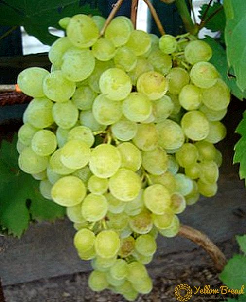 Rusbol grapes - deskripsi lan karakteristik macem-macem